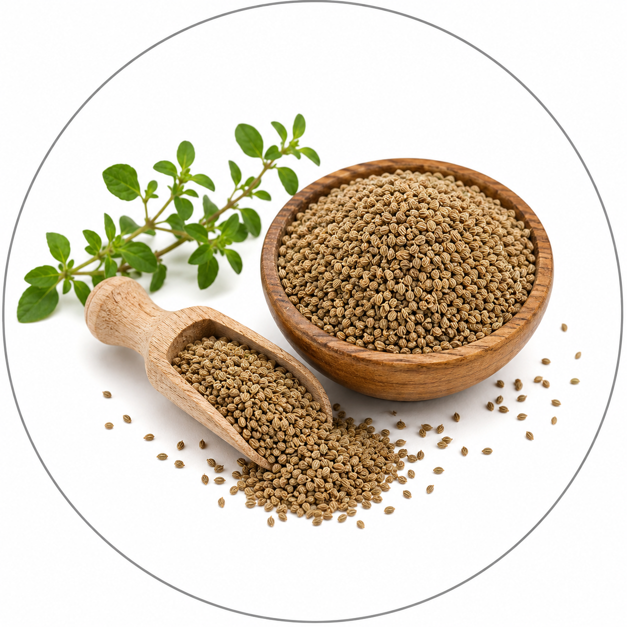 Ajwain