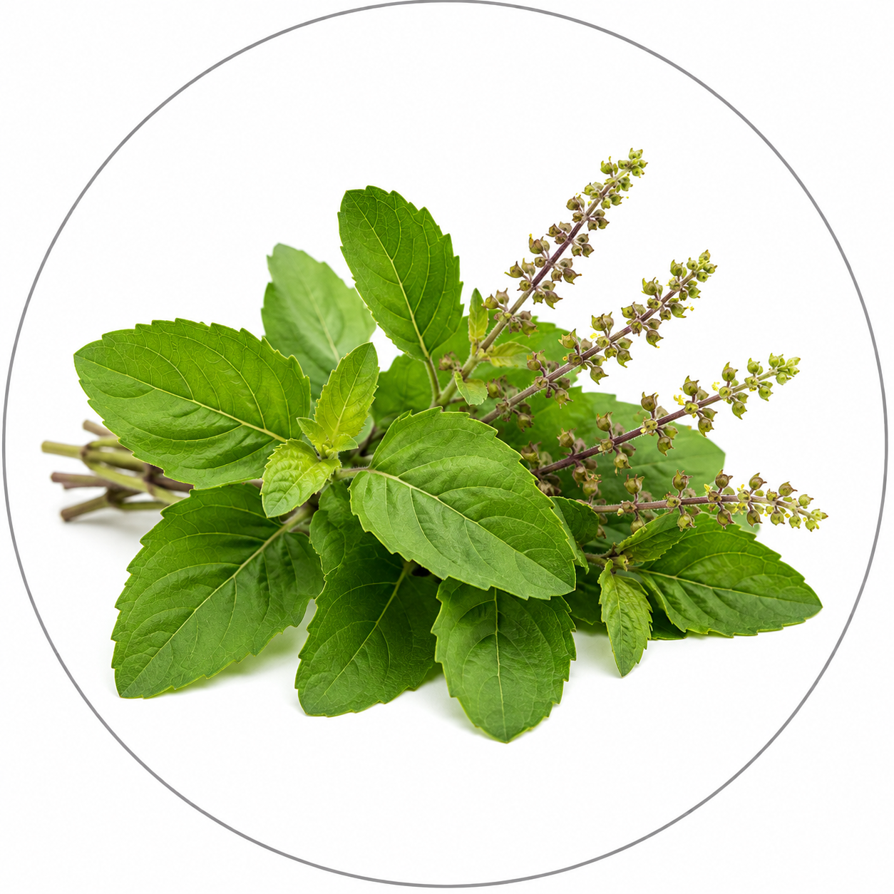 Tulsi